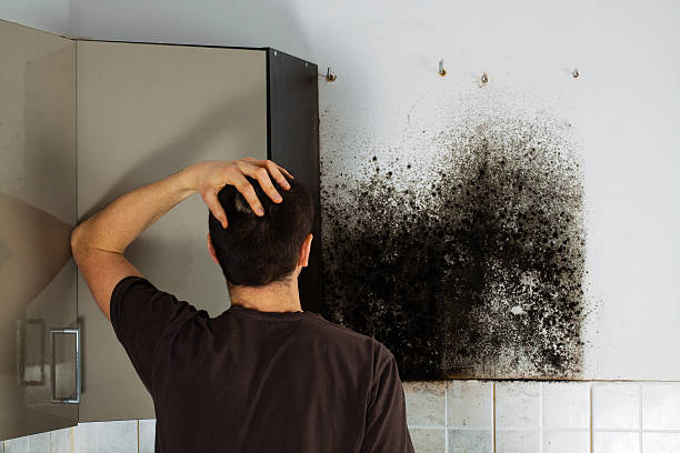 Mold Odor Removal Services in Sudley, VA